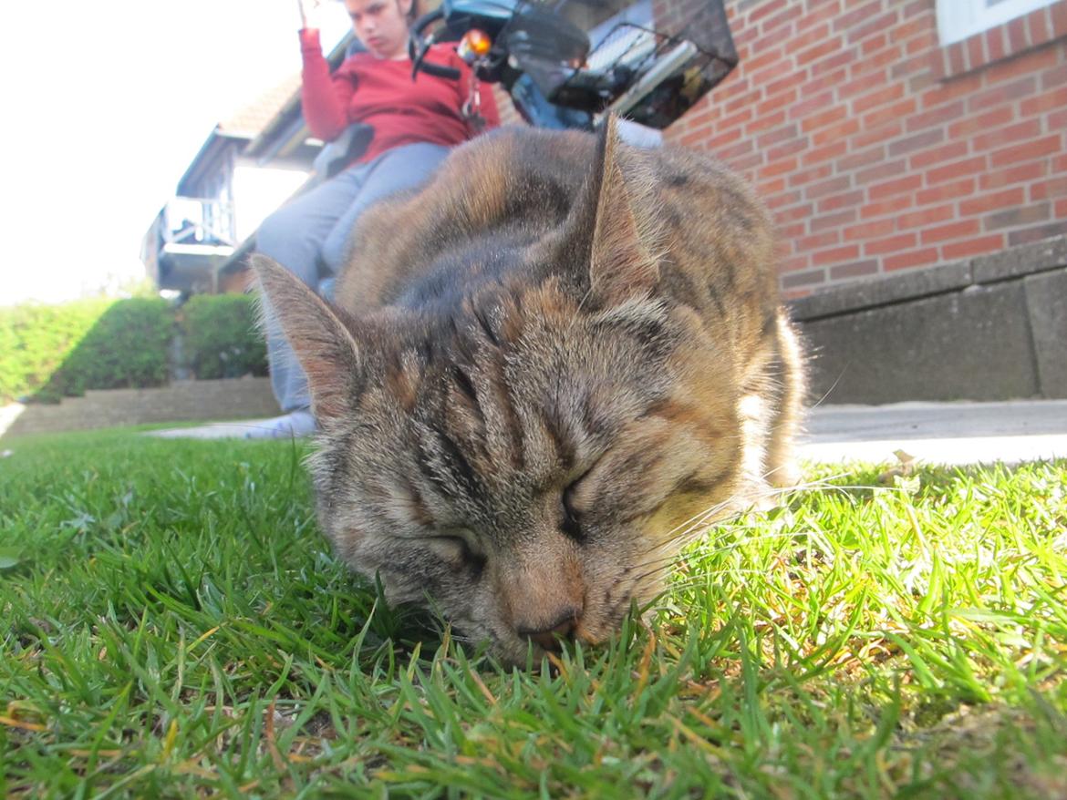 Huskat Molli billede 9