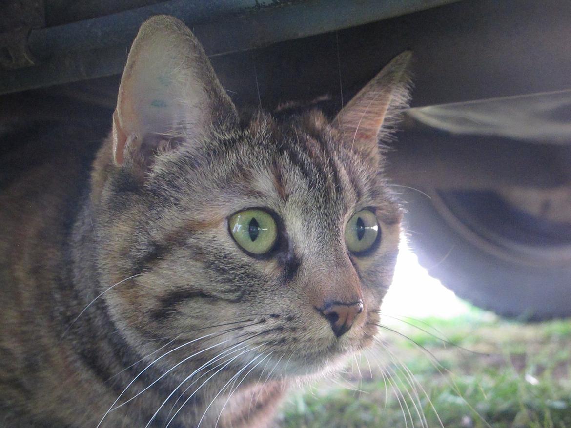 Huskat Molli billede 10