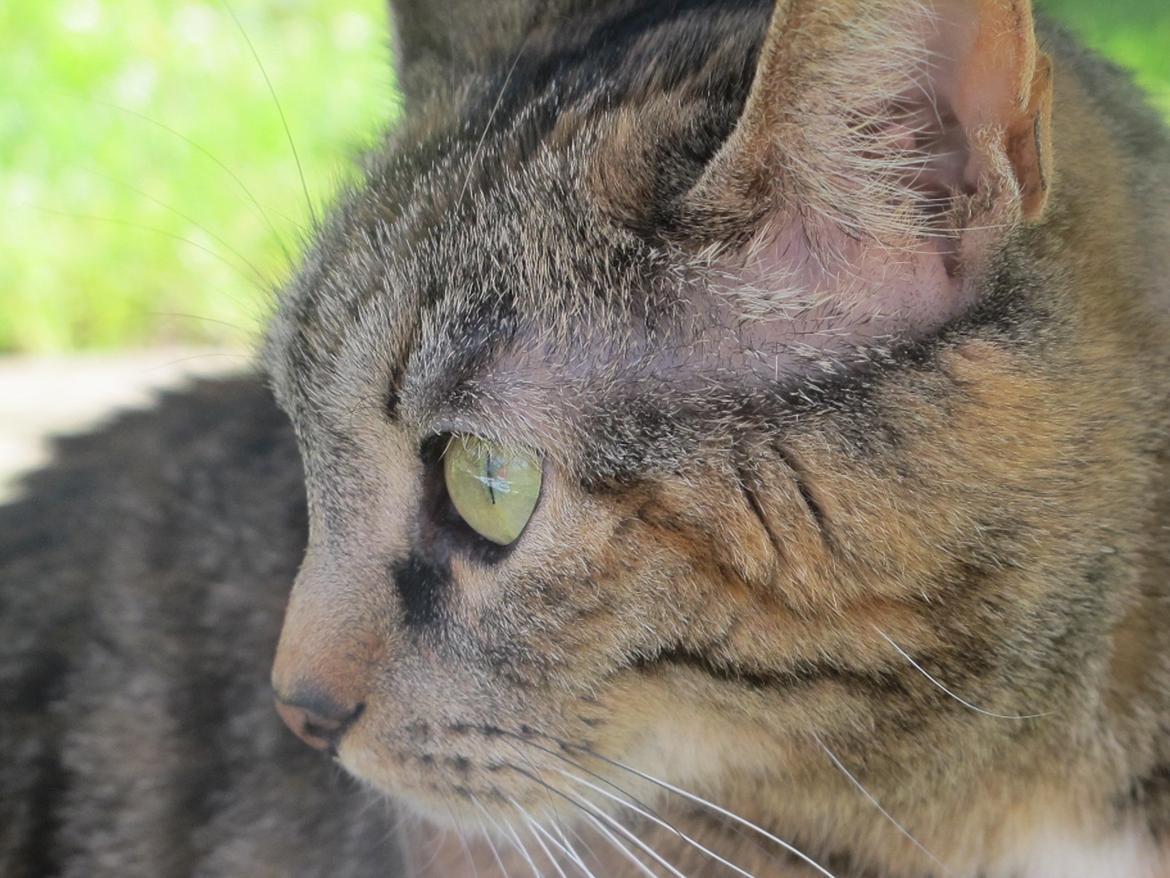 Huskat Molli billede 11