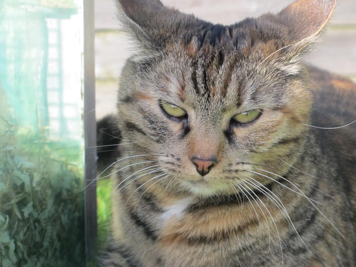 Huskat Molli billede 12