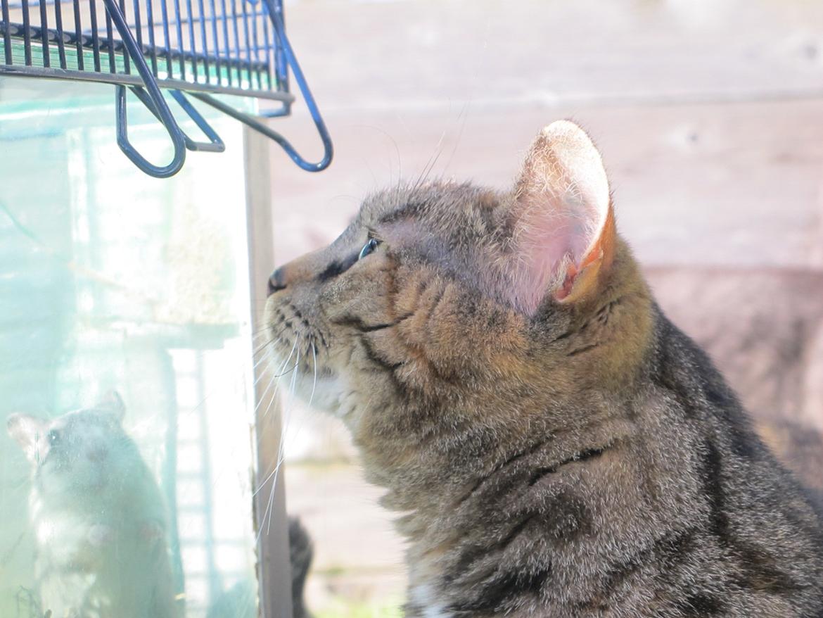 Huskat Molli billede 13