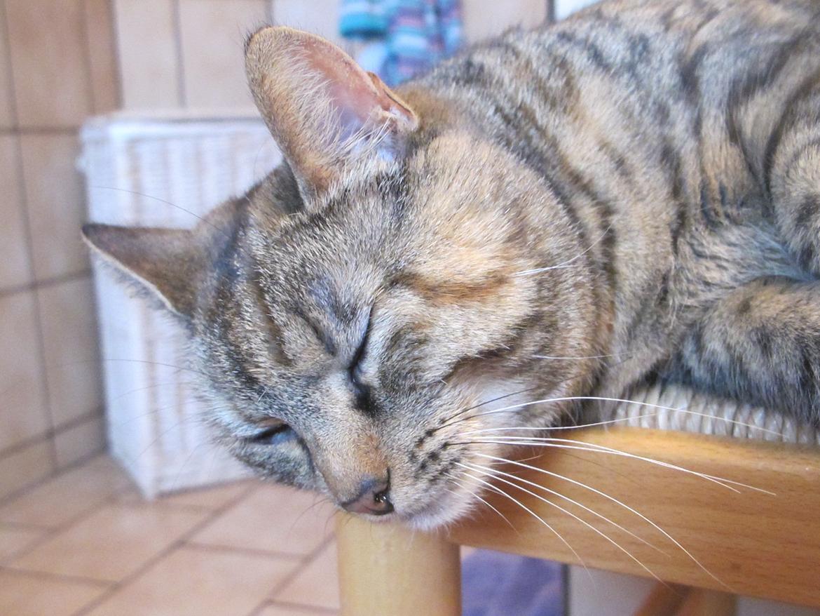 Huskat Molli billede 14