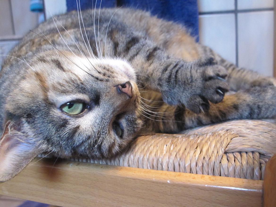 Huskat Molli billede 15