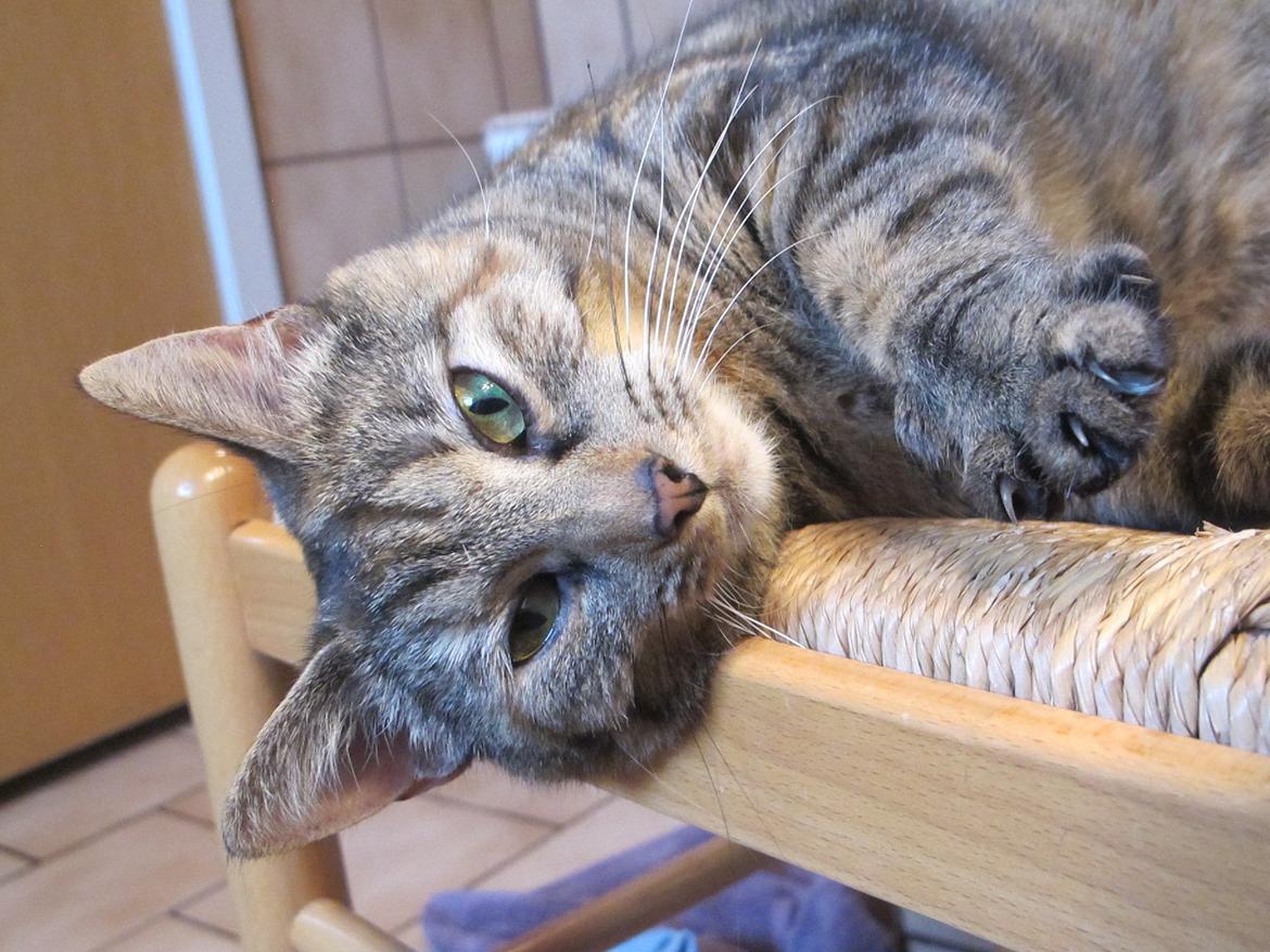 Huskat Molli billede 16