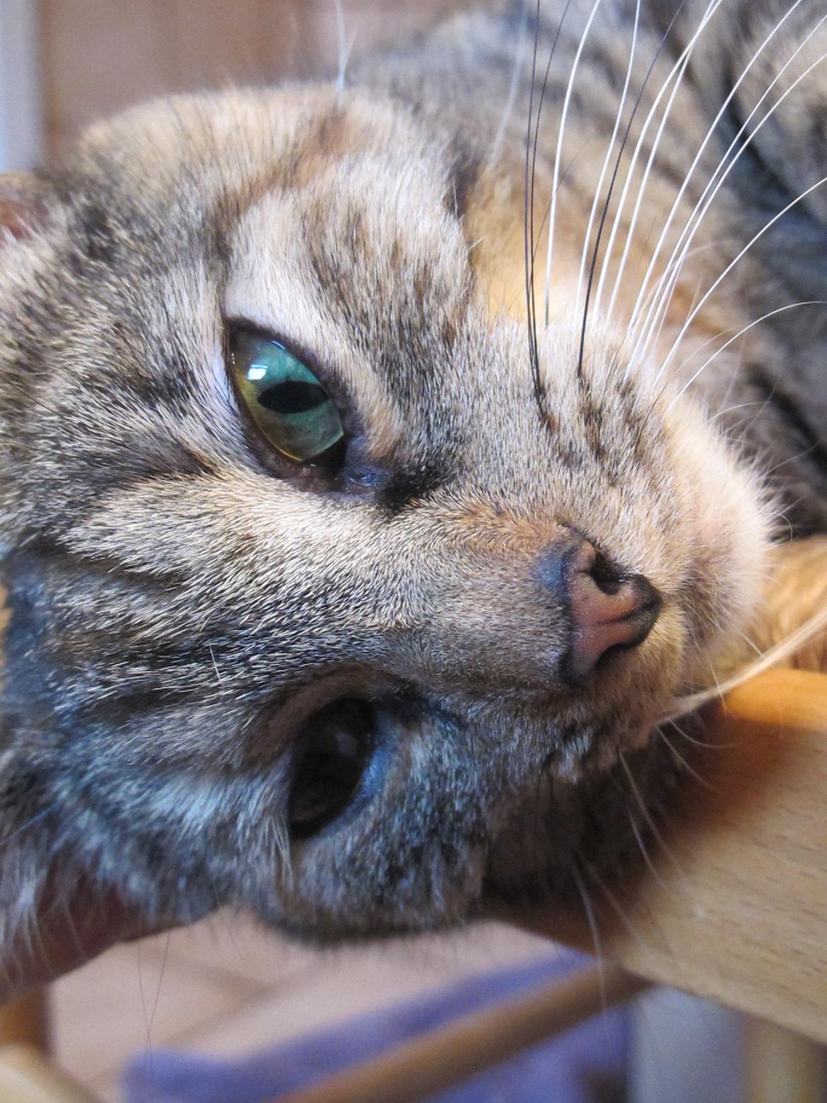 Huskat Molli billede 17