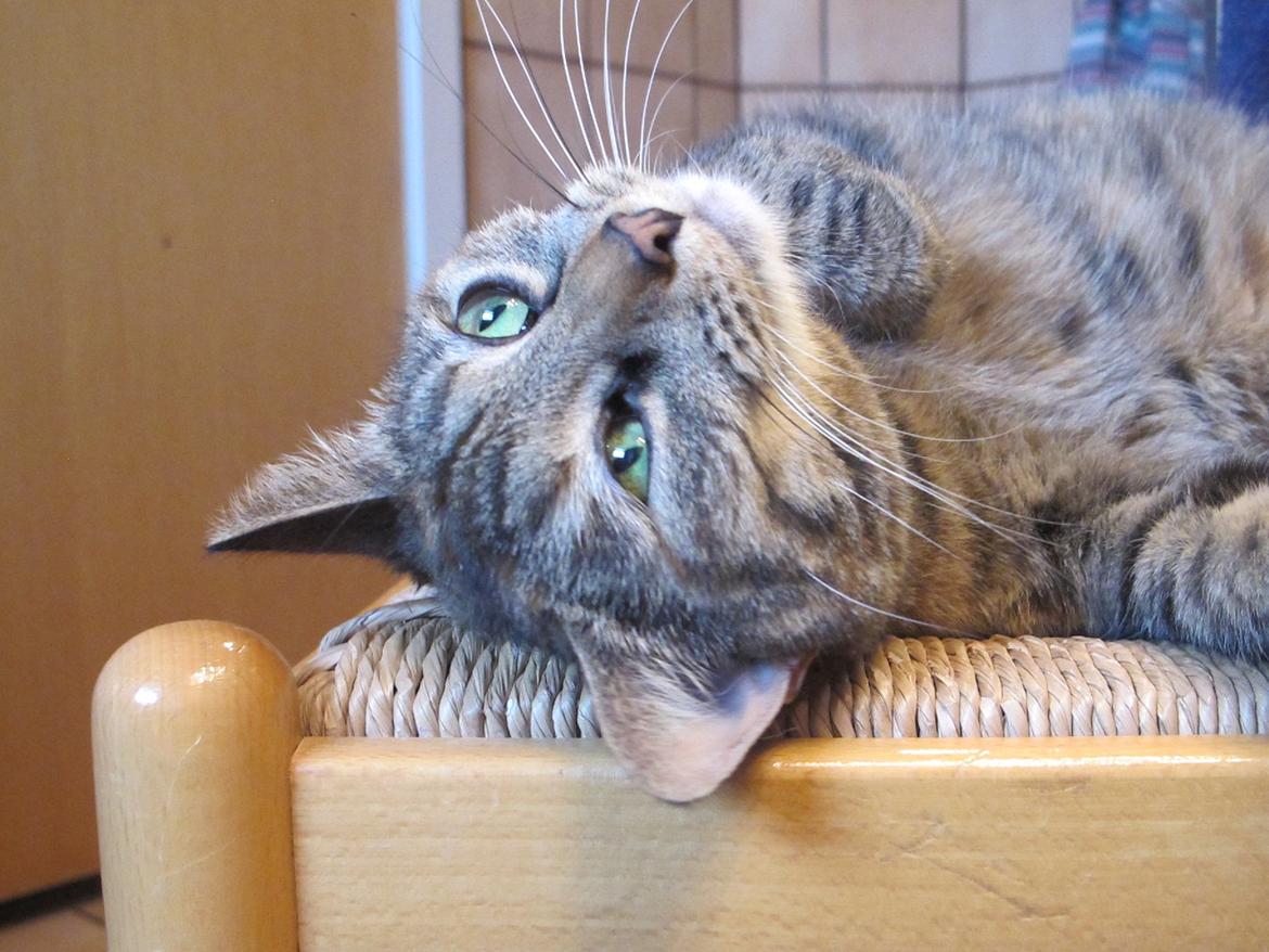 Huskat Molli billede 18