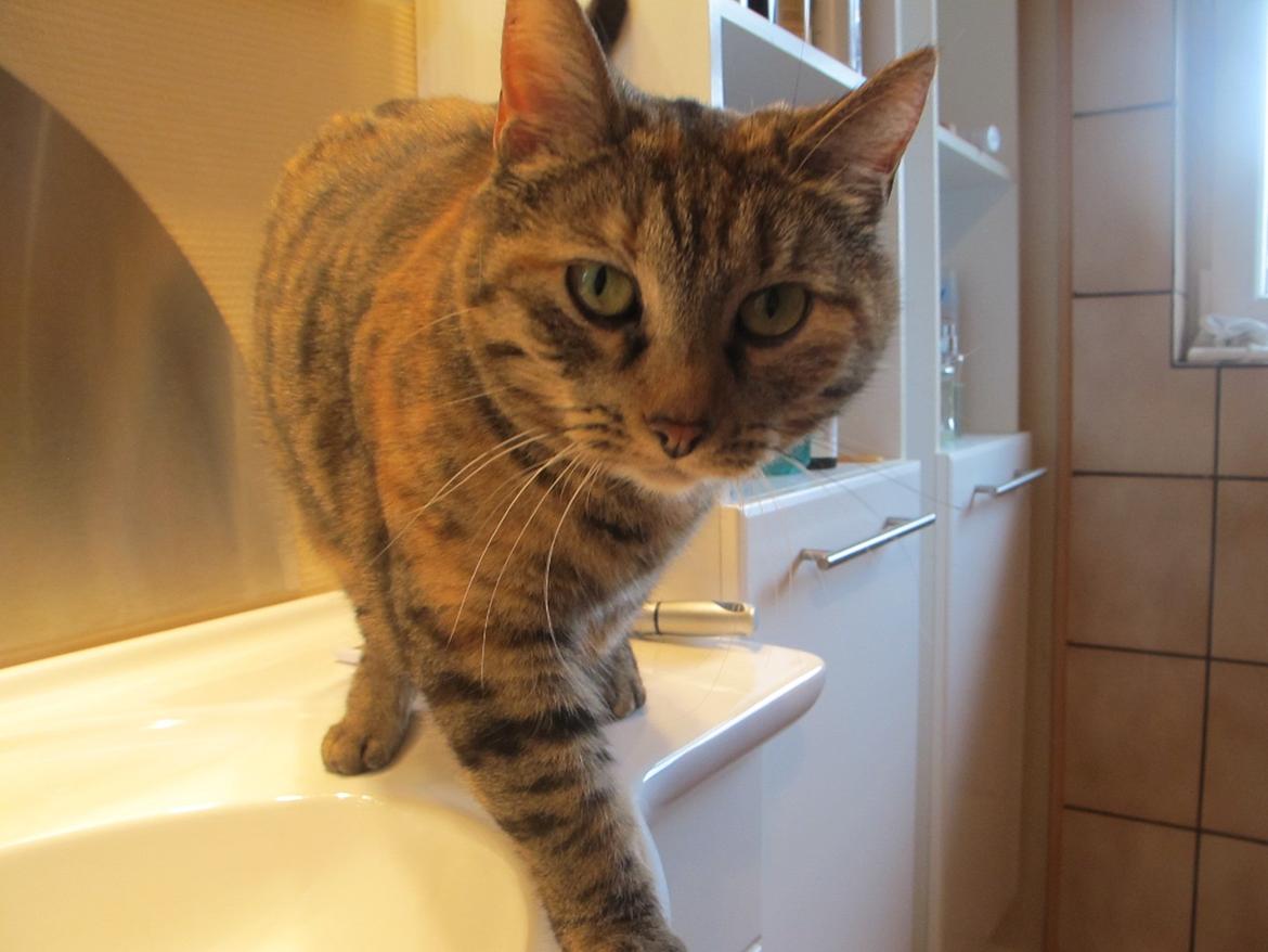 Huskat Molli billede 19