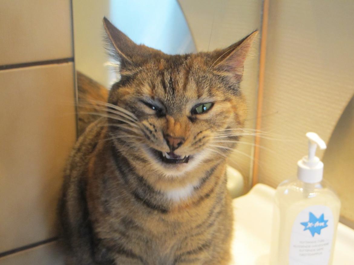 Huskat Molli billede 20