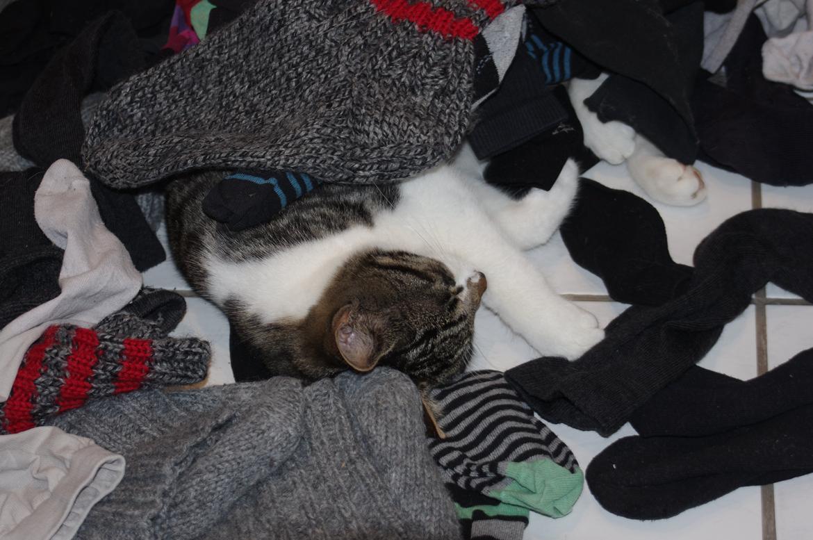 Blanding af racer Møllerhusets "Langhår" billede 14