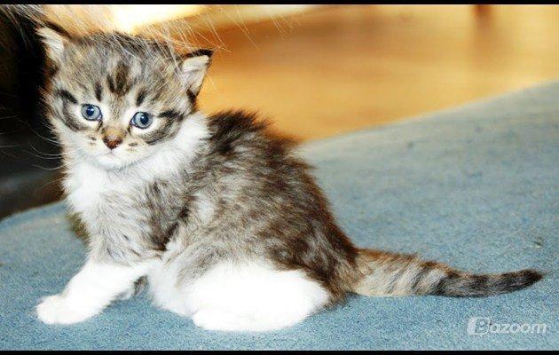 Maine Coon Terkel billede 1