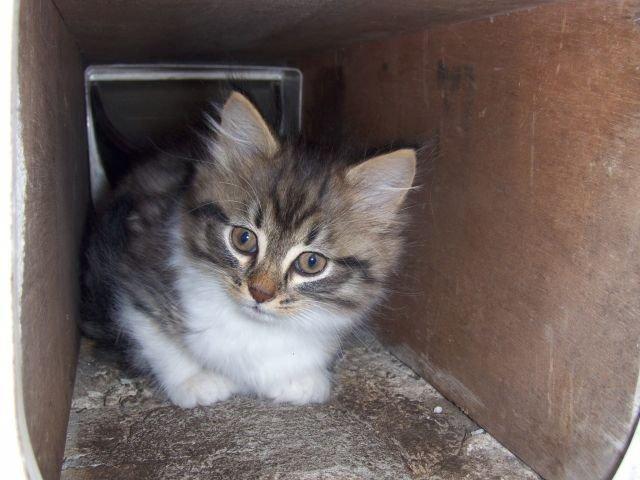 Maine Coon Terkel billede 2