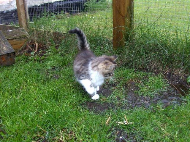 Maine Coon Terkel billede 3
