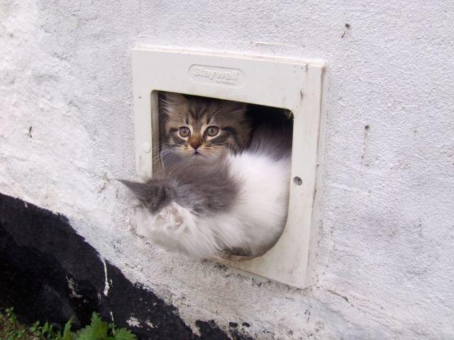 Maine Coon Terkel billede 4