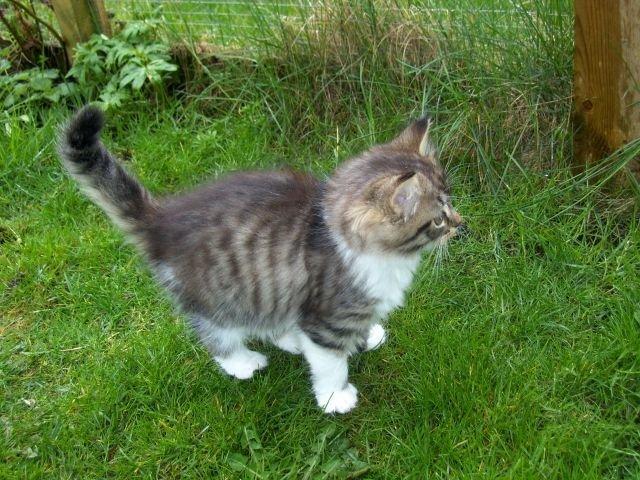 Maine Coon Terkel billede 5