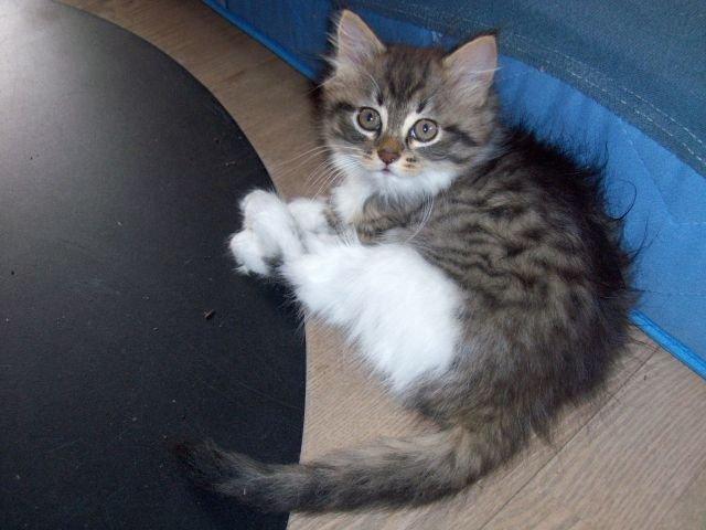 Maine Coon Terkel billede 6