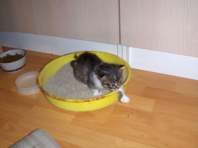 Maine Coon Terkel billede 7