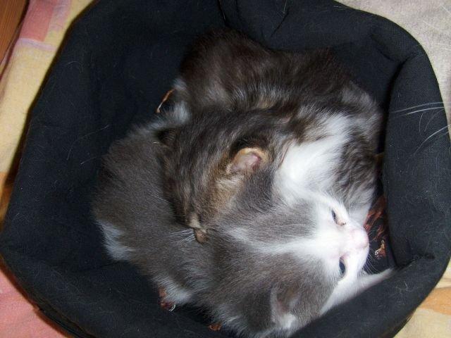 Maine Coon Terkel billede 8