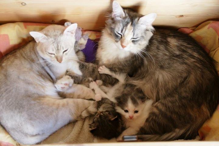 Maine Coon Terkel billede 9