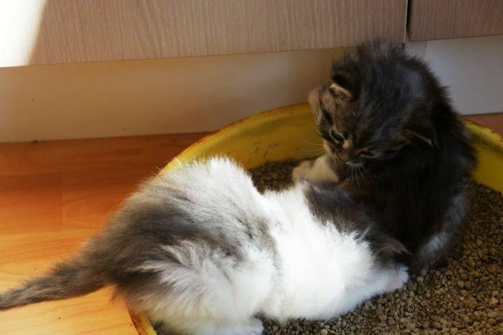 Maine Coon Terkel billede 10