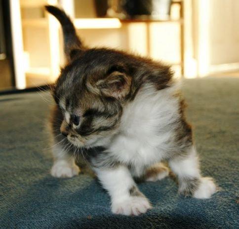 Maine Coon Terkel billede 11