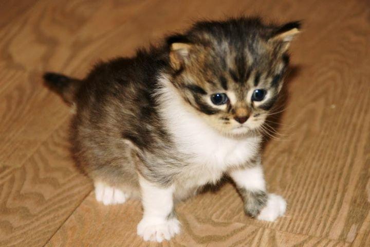 Maine Coon Terkel billede 12