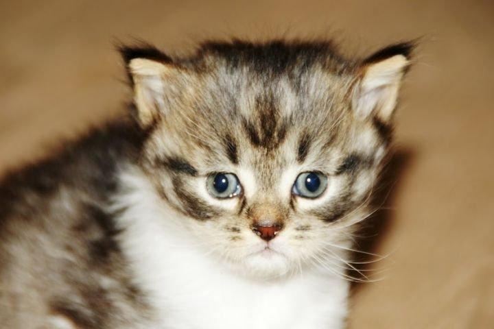 Maine Coon Terkel billede 13