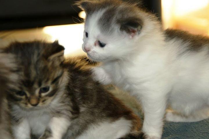 Maine Coon Terkel billede 14