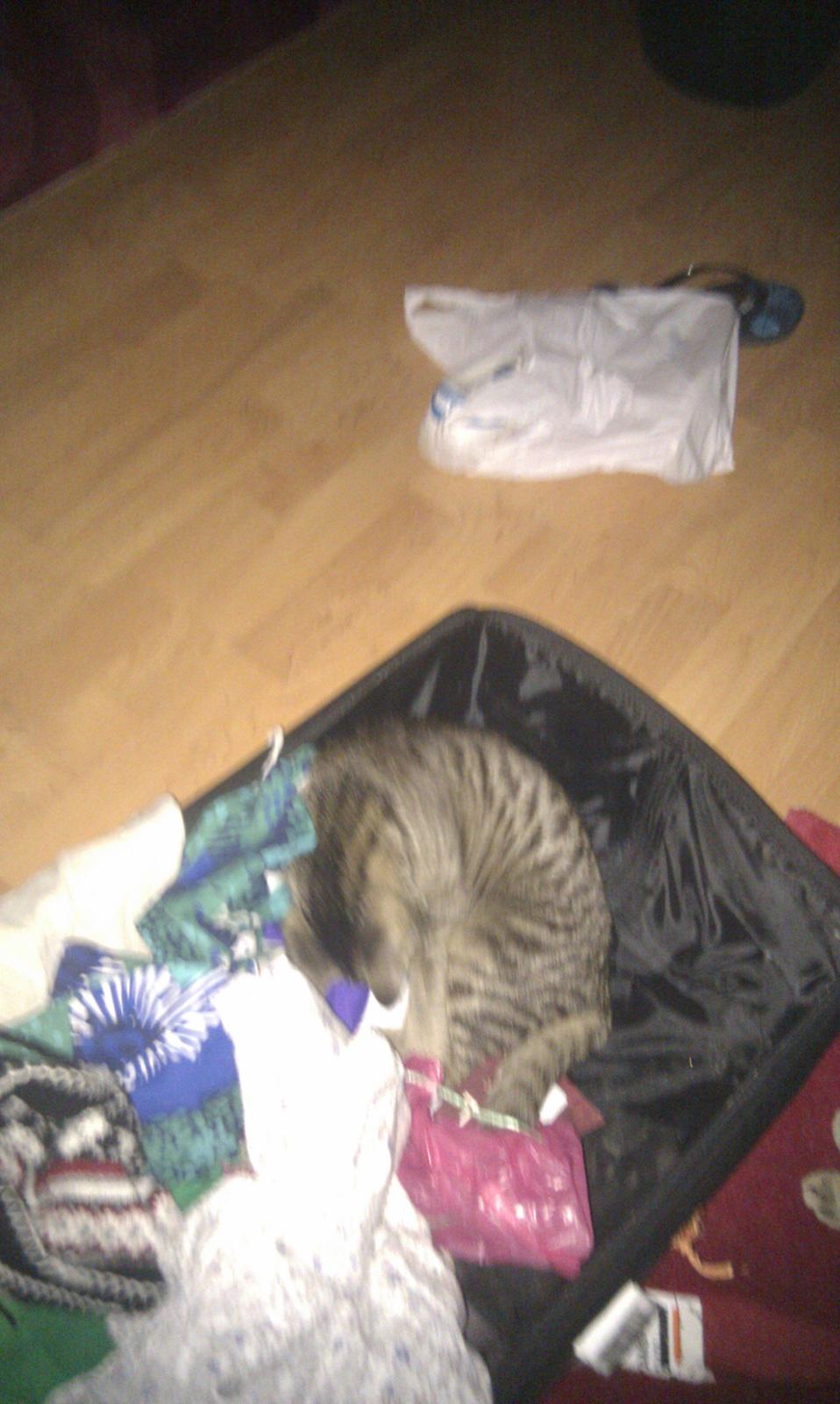 Huskat Sussi - Vil meget gerne med min mor ud og rejse :D - se Moar der er da plads til mig i din kuffert :D billede 9