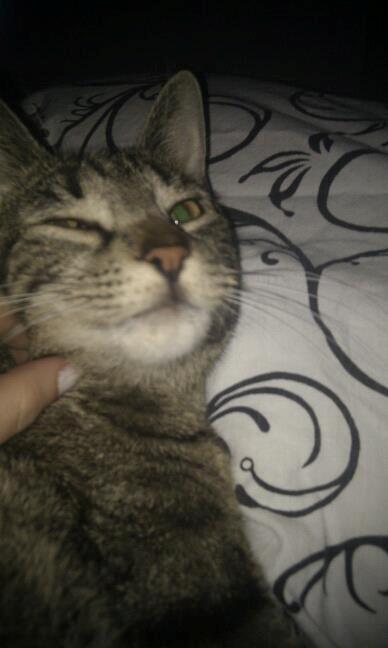 Huskat Sussi billede 1