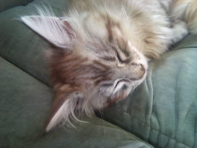 Maine Coon ninja billede 1