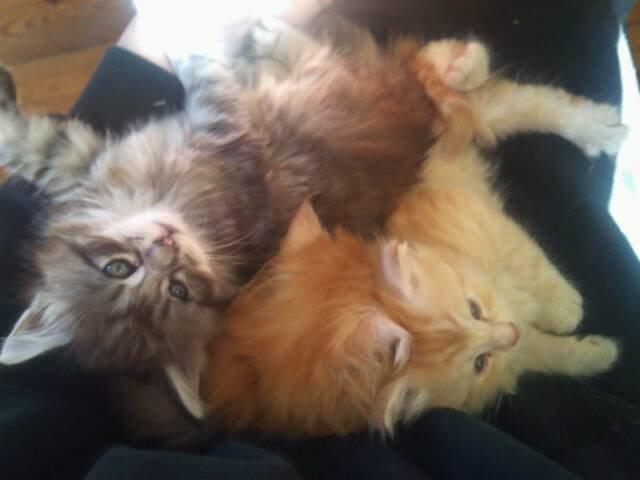 Maine Coon ninja billede 3