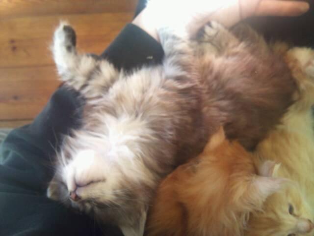 Maine Coon ninja billede 4