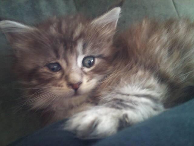 Maine Coon ninja billede 5