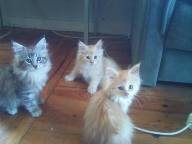 Maine Coon ninja billede 6