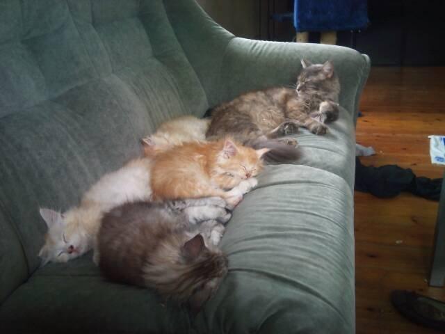 Maine Coon ninja billede 7