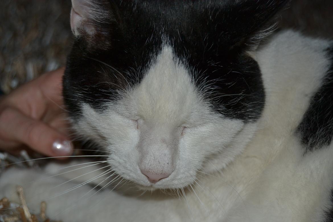 Huskat Plet billede 11