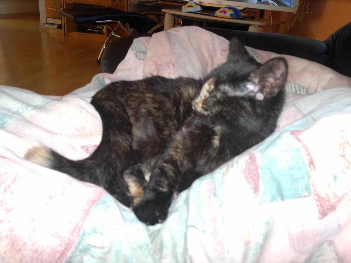 Huskat Minnie billede 1