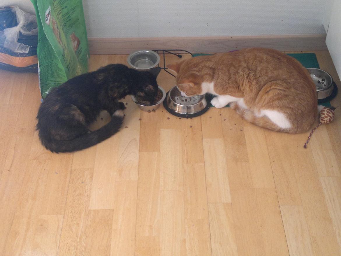 Huskat Minnie billede 2