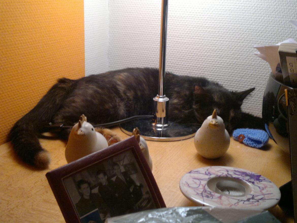 Huskat Minnie billede 3