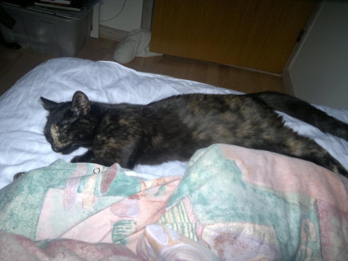 Huskat Minnie billede 4