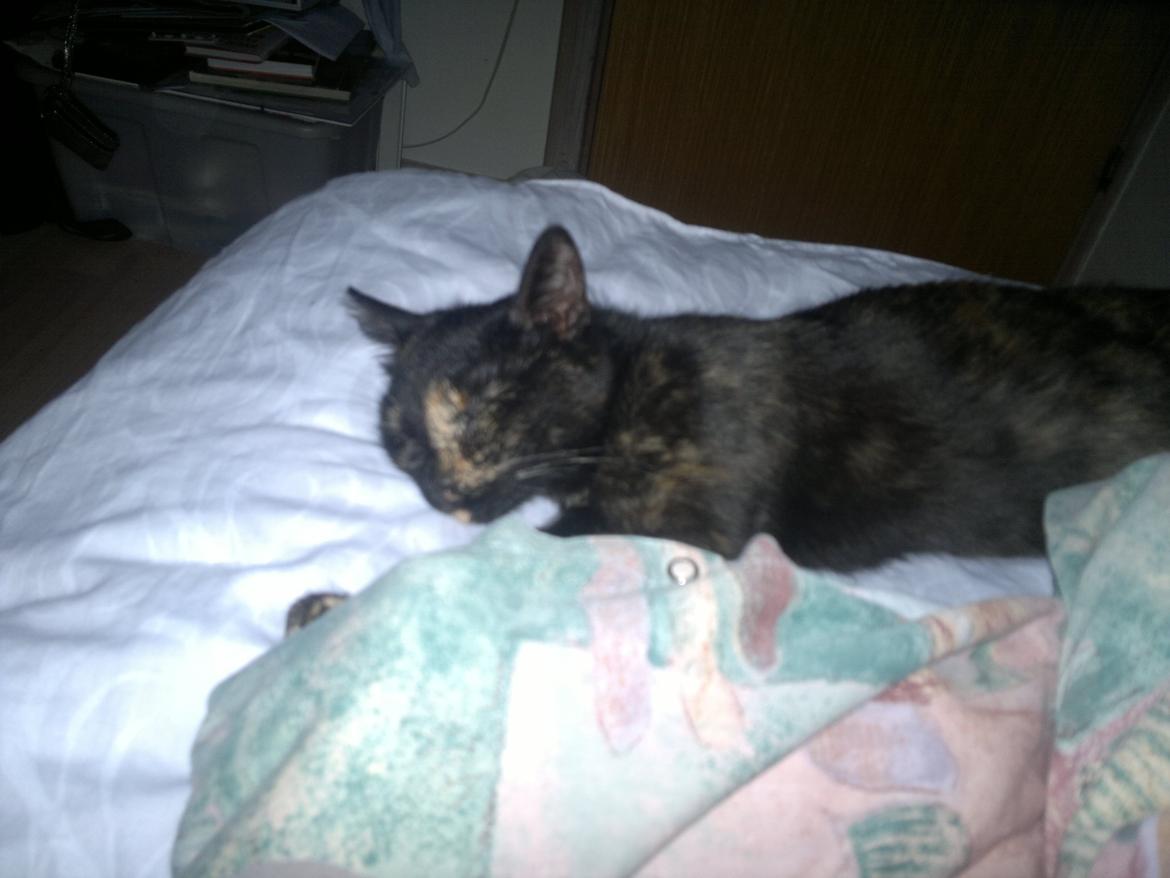 Huskat Minnie billede 5