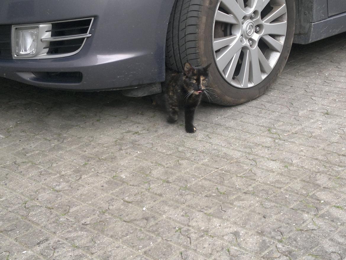 Huskat Minnie billede 6