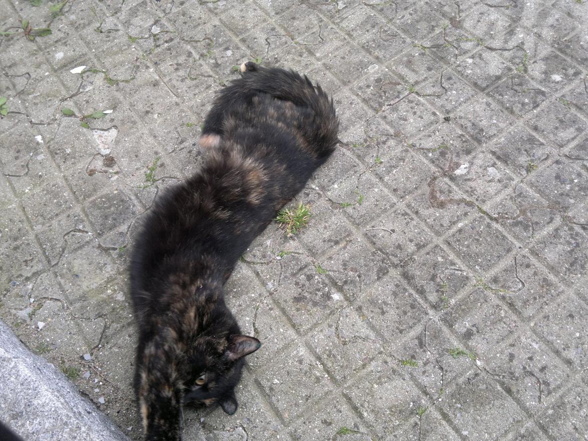 Huskat Minnie billede 7