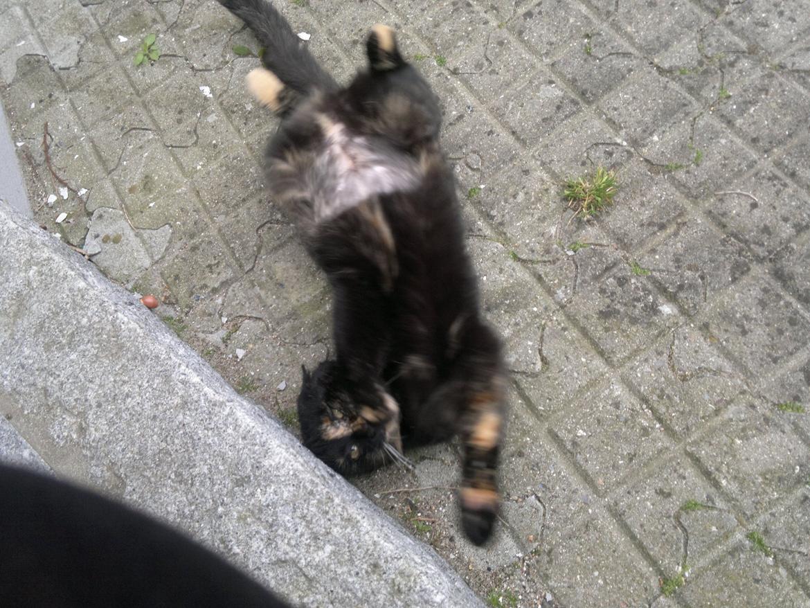 Huskat Minnie billede 8