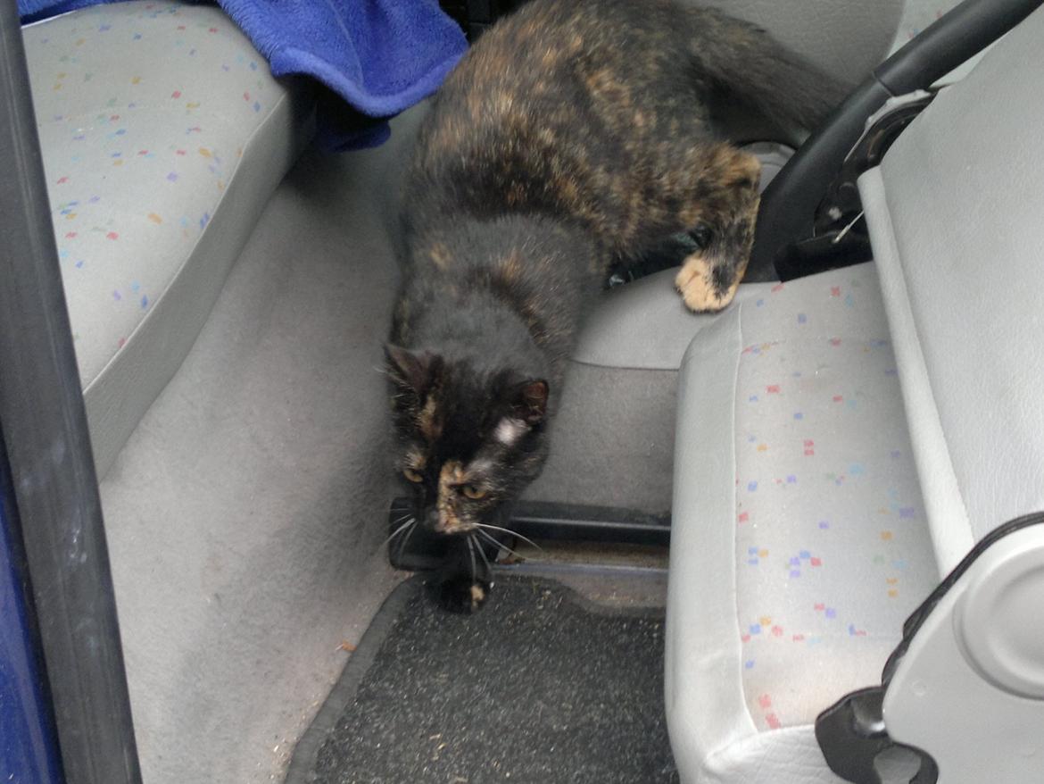 Huskat Minnie billede 9