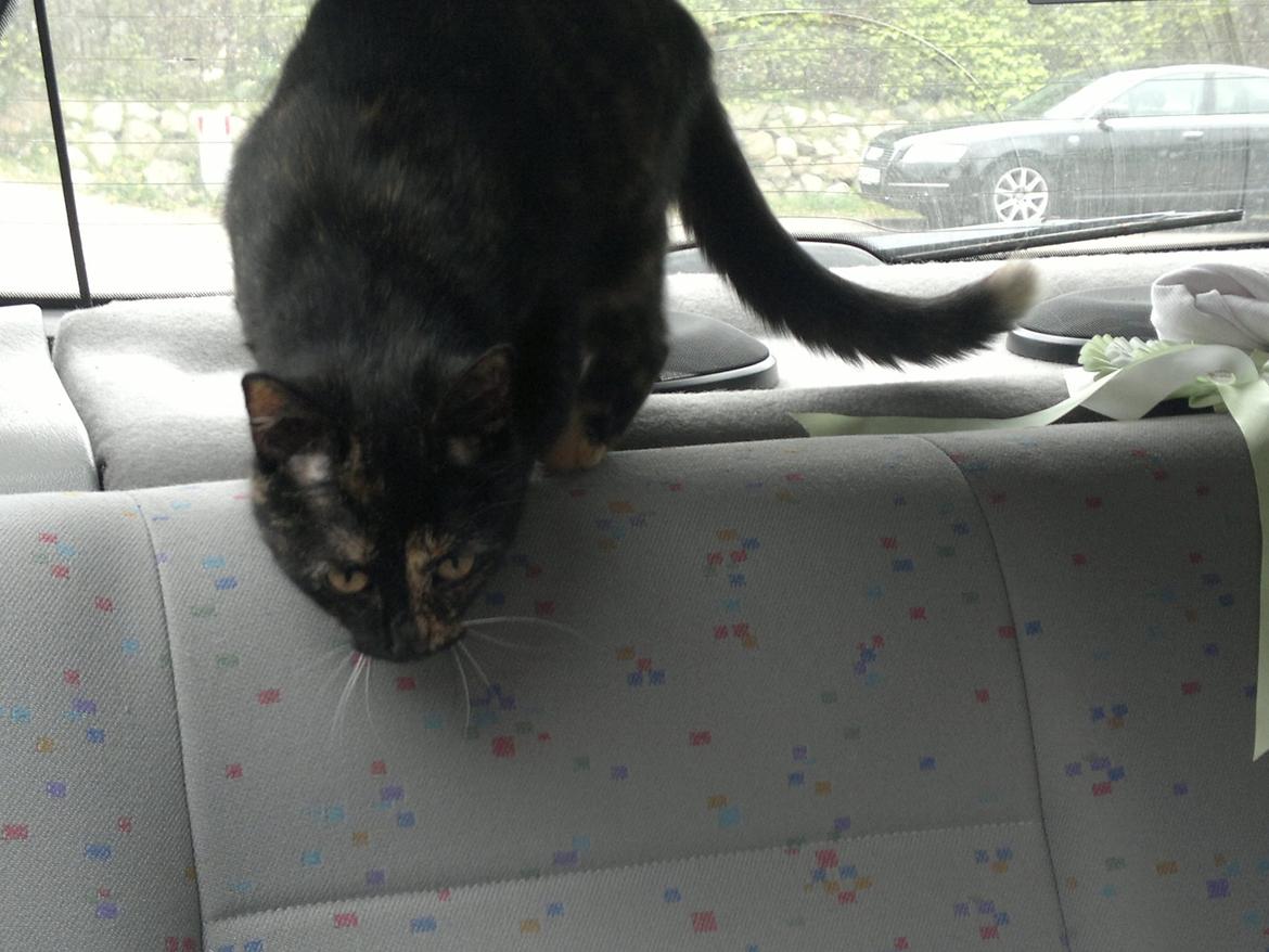 Huskat Minnie billede 10