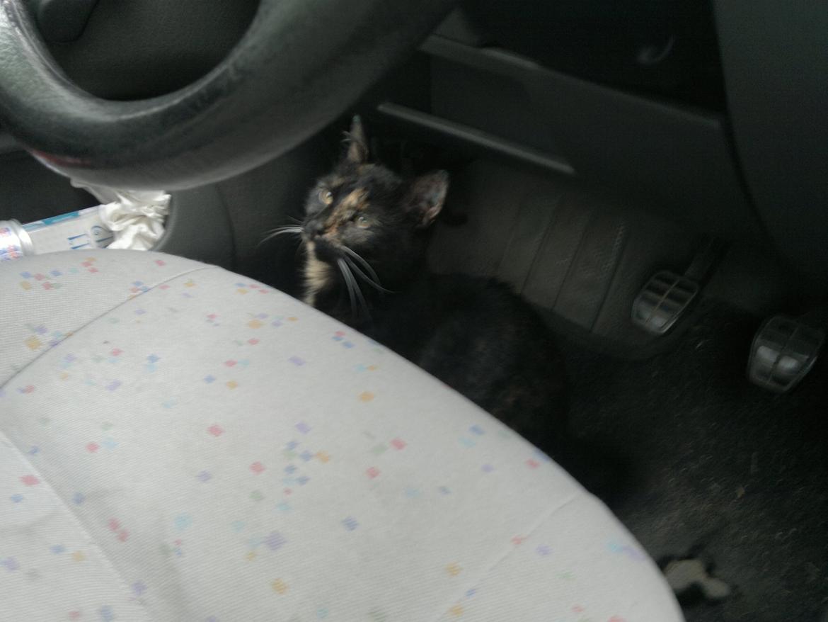 Huskat Minnie billede 11