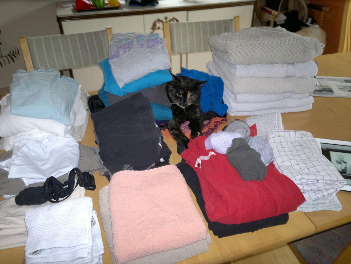 Huskat Minnie billede 12