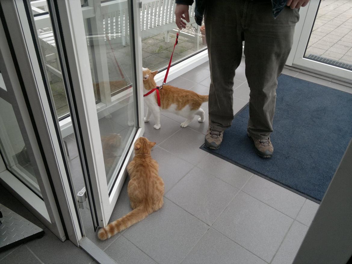 Huskat rasmus billede 8