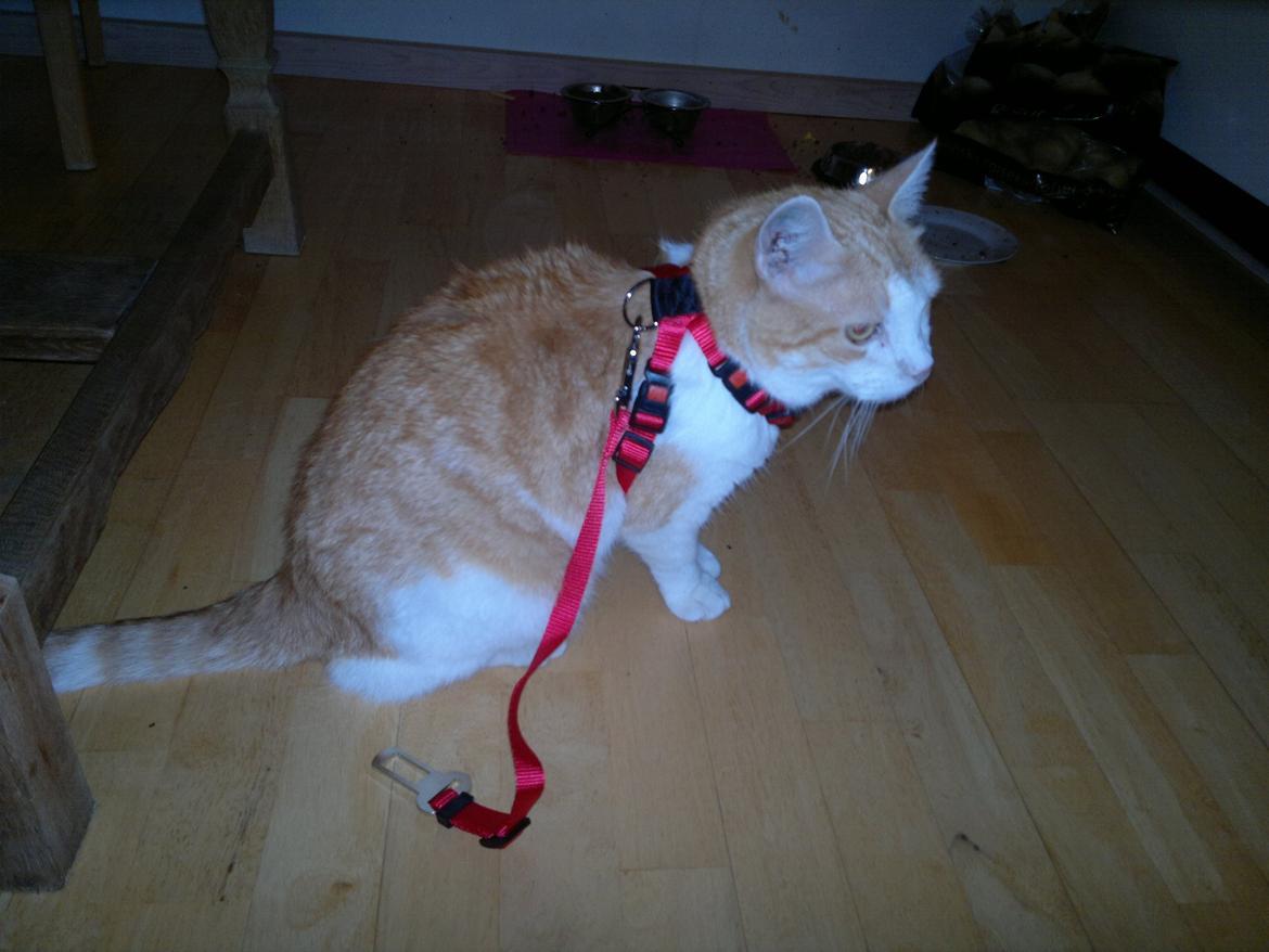 Huskat rasmus billede 9